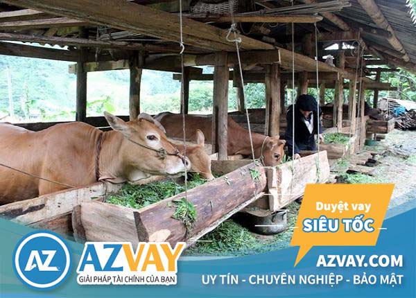 Vay vốn chăn nuôi tại ngân hàng Agribank