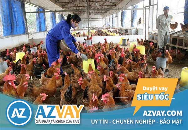 Điều kiện vay chăn nuôi Agribank đơn giản