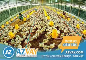 Vay vốn chăn nuôi ngân hàng Agribank: Điều kiện & Thủ tục?